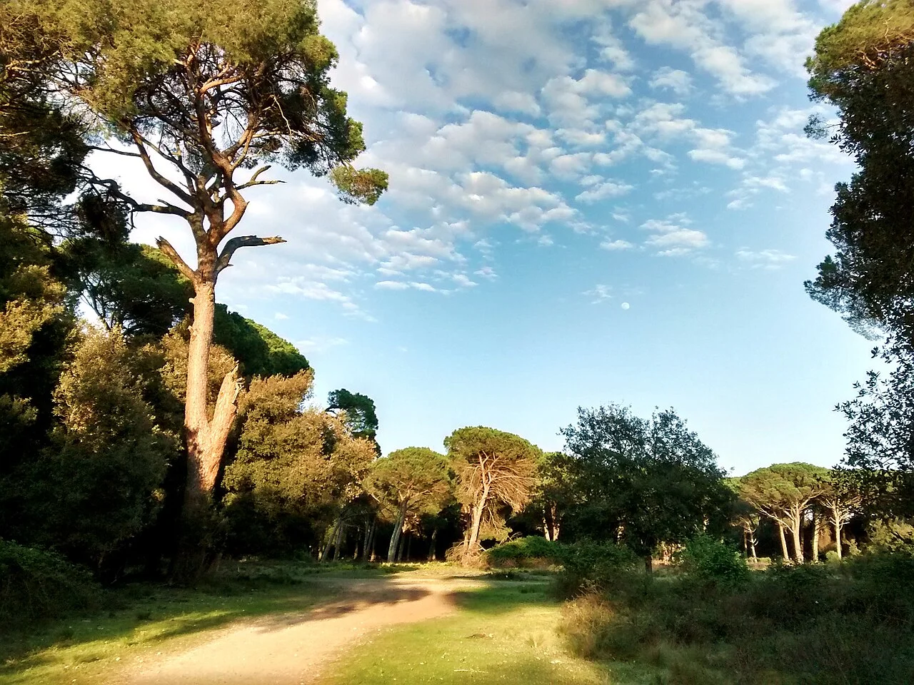 Parco Regionale di Migliarino San Rossore (Costa Livornese)