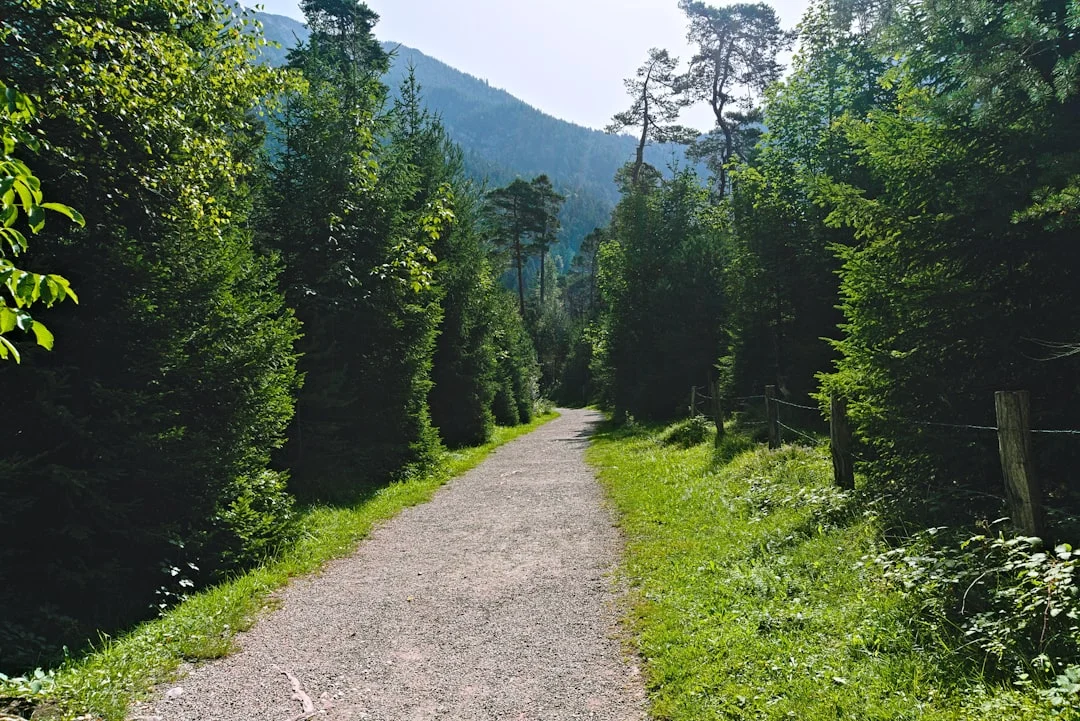 Percorso a piedi sulla Via Verde della Val Brembana (ex ferrovia).
