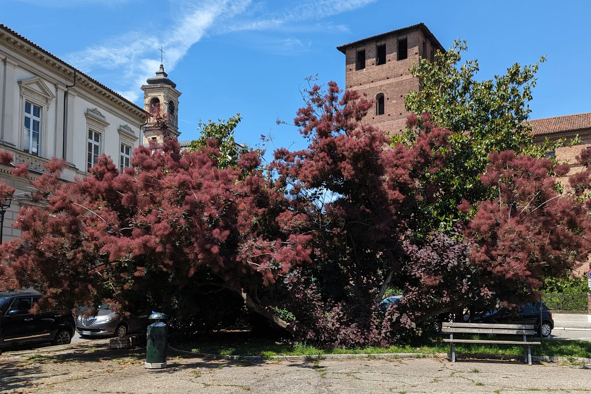 Castello Visconteo di Vercelli